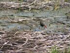 Jacana.JPG (102 KB)